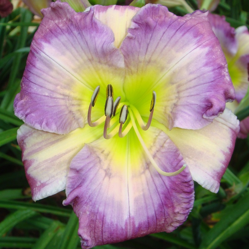 Previous Intro’s A – M – Signature Daylilies