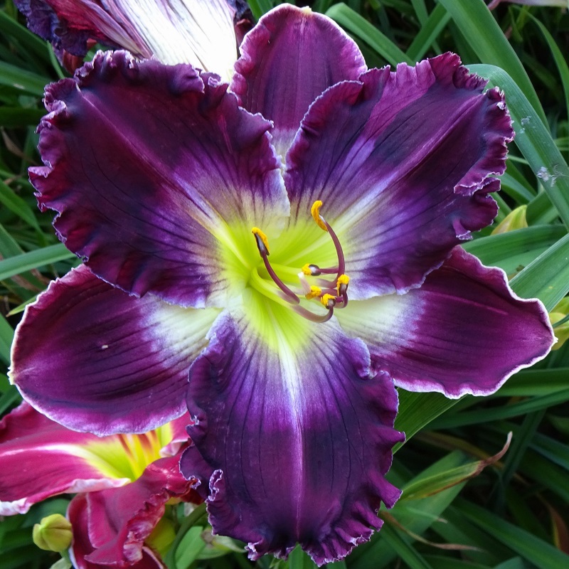 New Introductions – Signature Daylilies